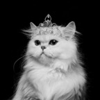 kitty-queen avatar